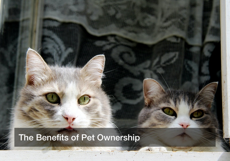 The Benefits of Pet Ownership